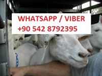 live boer goats and saanen goats for sale