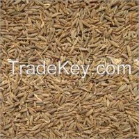 Cumin Seeds