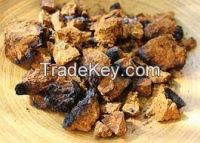 Chaga