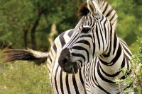 Serengeti Safaris, Tours & Trips Tanzania