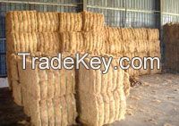 Oil Palm Fiber