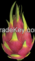 Dragon Fruits