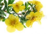 Natural Herbal Evening Primrose Oil Bulk Wholesale New Zealand Evening Primrose Oil