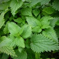 Natural Nettle Seed Essential Oil / Nettle Extract