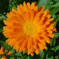 Best Marigold Oil / Calendula Oil 20 ml Herbal Essential Oil Bio Natural Oil Natures Magic Oil