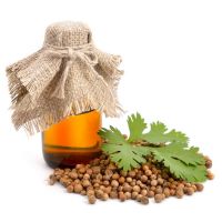 Coriander Oil