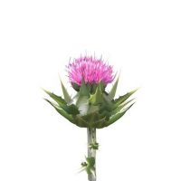 Milk Thistle Oil