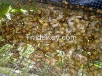 helix aspersa maxima snails 10 tons