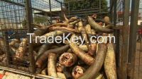 Raw Wet Salted Cattle Hides | Cow Skins /Buffalo Horns for Sale