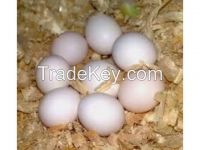 Macaw and Gray Fertile Eggs