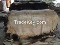 Cow hides/skin