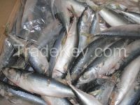 Frozen Mackerel Fish(Jack/Horse/Pacific/Atlantic ) 