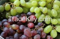 Rectangular Disposable Plastic Grape Packing box with hinged lid 