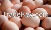 Fertile Chicken  eggs for sale