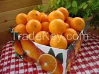 Fresh Navel Oranges and Red Apples