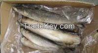 GREY MULLET for sell