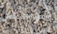 Male Contraceptive Cotton Seed Extract Gossypol Acetate 