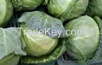 Organic fresh cabbages