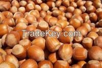 Hazelnut in shell ,Hazelnut kernels ,Organic hazelnut 