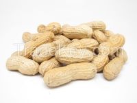 Jumbo Raw Peanuts In Shell