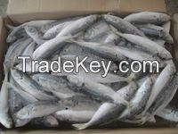 Atlantic Frozen Salmon /Horse Mackerel Fish 