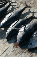 New caught seafrozen bonito fish tuna whole round 