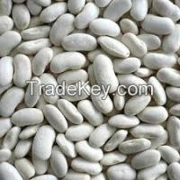 Organic White Kidney Beans Good Price 