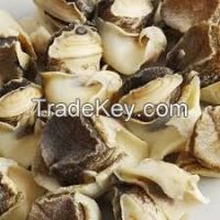 Frozen and Dry Conch(Snail) meat  for sale