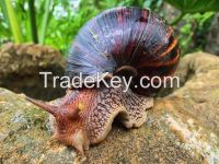 African Giant Snail for sale 
