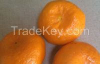 Fresh Mandarins/ Kinnow from South Africa