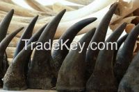 QUALITY RHINO HORNS 