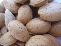 High quality roasted almond in shell with best price