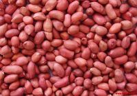 Red skin peanuts / Blanched peanut kernels / Roasted and salted Redskin peanuts 