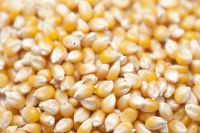 Fcatory wholesale Bulk sweet and hot sale popcorn seed 