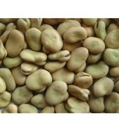 factory wholesale new crop broad beans