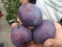 fresh plums for sale 