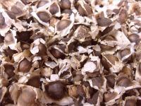 High Quality Moringa Oleifera Seeds