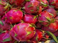 SUPPLY FRESH DRAGON FRUIT WITH PREMIUM QUALITY