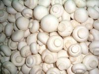 Fresh White Button Mushrooms for  sale