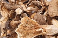 Dry Oyster Mushroom for  sale
