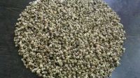 Spinach Seed