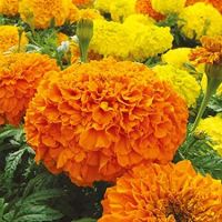 Hybrid Marigold Seeds