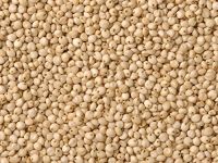 Sorghum seeds