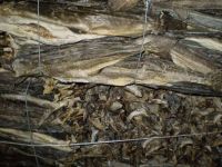  Dried StockFish 