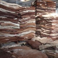 Top quality Wet / Dry salted hides, cow & donkey skin