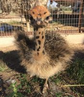 Ostrich chicks and fertilized hatching eggs