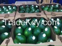 Mexican Avocado Quality to export