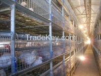 2015 new design chicken cage