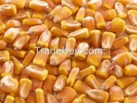 Corn (yellow)