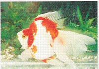 ornmental fish